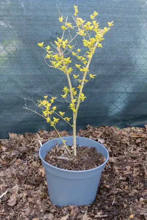 Lonicera nitida (1), plante seconde vie Passi Jardin
