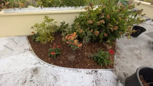 Massif arrondi paillé et planté de vivaces fleuries au bord d’une terrasse