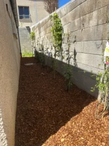 Massif de copeaux de chêne au pied d’un mur de la cantine de Guerville