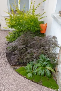 Massif avec érable au feuillage pourpre au bord de l’allée gravillonnée