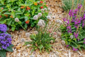 Massif fleuri avec alliums et vivaces sur paillage