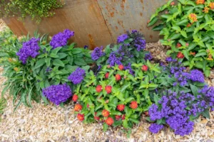 Massif de fleurs violettes et rouges sur paillage