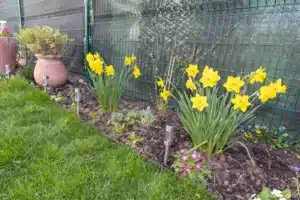 Massif de jonquilles avec poteries en terre cuite à Buc