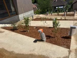 Massifs paillés de copeaux de chêne et jeunes plantations devant la cantine de Guerville