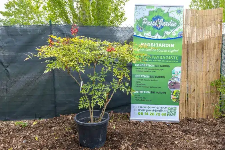 Nandina domestica (grand sujet), plante seconde vie Passi Jardin