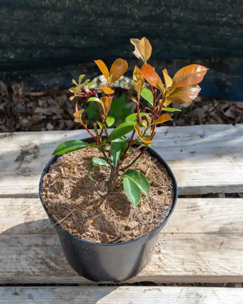 Photinia 'Red Robin' en pot 3L, Persistant aux jeunes pousses rouges