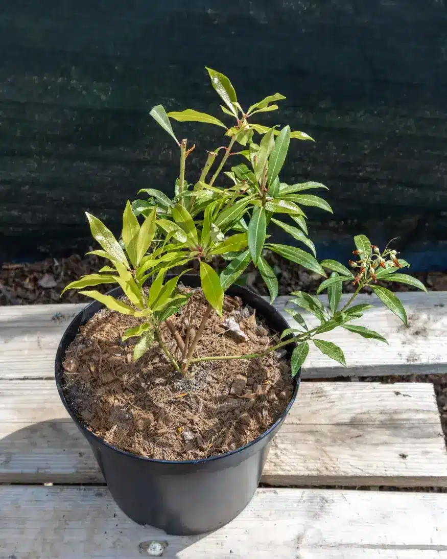 Pieris japonica 'Forest Flame' en pot 5L, Persistant japonisant au jeune feuillage rouge éclatant