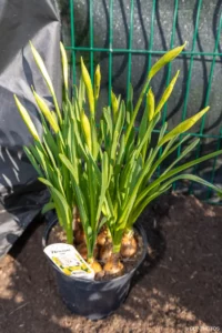 Plante vivace en pot posée sur la terre préparée avant plantation à Buc