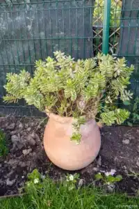 Plante en pot en terre cuite posée dans un massif à Buc