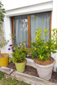 Pots fleuris devant une fenêtre