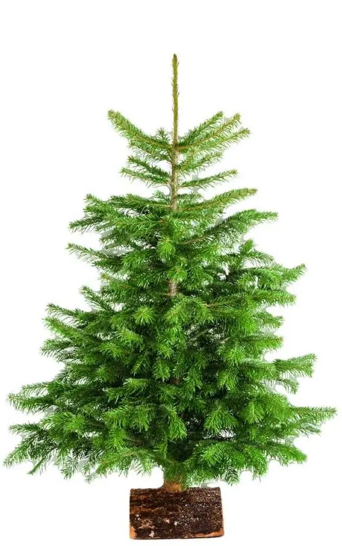 Sapin Nordmann naturel sur son socle en bûche