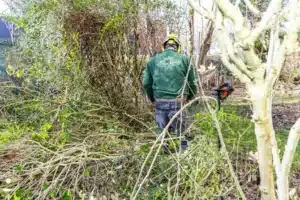 Jardinier taillant un arbuste au tronc clair au milieu des branchages à Buc