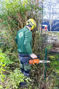 Jardinier équipé travaillant à la tronçonneuse dans une haie à Buc